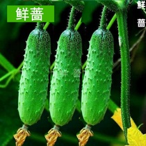 Undefeated fruit cucumber seedlings Xiaokang village cucumber seedlings taste good quality good fragrance strong quality