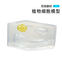 Plant cell model J33001 Junior High School High School biological instrument experimental equipment Middle School teaching instrument structure shape Middle School biological science teaching aid model teaching