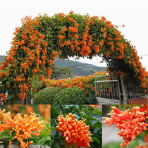 Climbing plants firecrackers flowers seedlings flowers red firecrackers flowers red firecrackers wall flowers