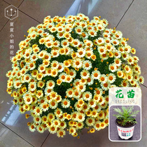 Miss Xia Xia Xias Garden * Margaret Flower Seedlings Cold and Drought-resistant Garden Plants Balcony Potted Flowers