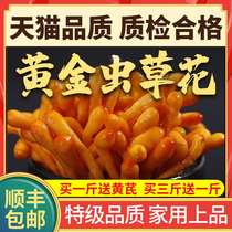 Cordyceps flower dried food Premium wild spore head North gold cordyceps mushroom pupa cordyceps soup materials A total of 500g