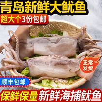 Qingdao Wild Sea Arrest Big Squid Fresh Frozen and Frozen Fresh Iron Plate Squid Barbecue Seafood