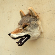 Simulation Animal Beast Head Model Wolverhead Tiger Head Wall Decoration Pendant Deer Head Goat Head Cow Head Ornament Photography Photo Props