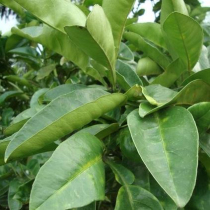 The bitter orange leaves are in the