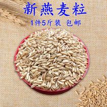 Oatmeal rice Bird food Bird food Bird wheat Wild wheat Oat kernel Budgerigar Sun Peony Xuan Feng