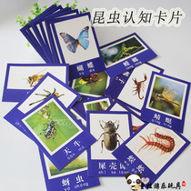 Insect animal pictures Childrens early education supplies First grade common insect cognitive cards Kindergarten educational teaching aids