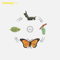 Play Mold Pupa Butterfly Butterfly Growth Process Growth Cycle Science Teaching Cognition Children Toy Animal Doll Model