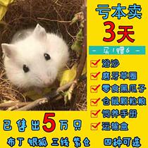 Cage Sizes Pet Hamster Living Things Giant Ultra Hamster living Things dont bite a male and one female living things with 1