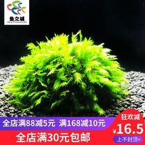 Fish City Moss Hemispherical phoenix tail Moss Hemispherical Moss aquatic plant Moss ornamental shrimp Farm Moss Hemispherical aquatic plant