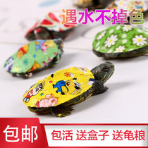 Colorful little turtle live Net Red little turtle couple little turtle live painted pet turtle colorful little turtle