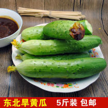  Northeast specialty fresh dry cucumber gherkin farmers grow and pick vegetables and fruits 5 kg of crispy cucumbers