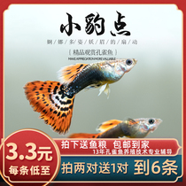 Fish age] Leopard point lace red blue mosaic BAO WEN peacock tropical fish small fetus for ornamental fish living