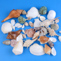 Natural Shells Sea Snail Sea Star Children Artisanal Fish Tank Decorated with Landscaping Adornment Swing diy Material Package