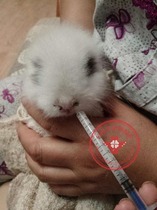 Feeding and measuring tool set for easy filling of small pet hamster Guinea pig Chinchilla flower branches