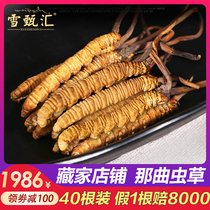 Tibet Naqu Cordyceps sinensis fresh and natural non-Yushu authentic Cordyceps gift box Shunfeng 4 roots 1G 40 roots