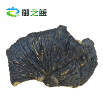 Royal blue thin tree zhi Wild thin tree Ganoderma lucidum Wild Ganoderma lucidum thin tree layer hole bacteria Thin tree zhi