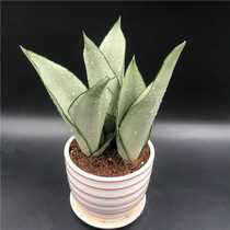 White Jade gold edge Tiger pilan succulent plant beautiful air purification office living room window sill creative art potted plants