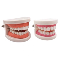 Dental model mold tooth model dental teaching dental model kindergarten beauty tooth practice tool material model