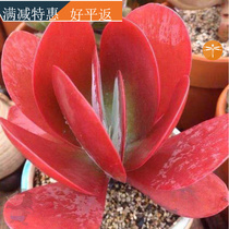 Fleshy plants fleshy Tang Yin Laozhuang big multi-head large Tang seal potted flowers green plant good room