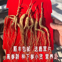 Ginseng Changbai Mountain Wild Ginseng Forest Ginseng Northeast Mountain Ginseng Old Dry Ginseng Forest Ginseng