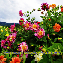 Imported four-season flowering and easy-to-grow landscaping garden flower seeds Mini dahlia Xiaoli flower seeds