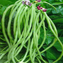 Non-shelf bean seeds do not set up cowpea seed seedlings seedlings seedling ground beans spring and summer Four Seasons Garden Vegetables