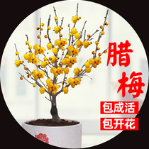 Luzhou-Flavour saplings indoor potted red plum flower seedlings bonsai heart winter flower plants garden cold tolerance