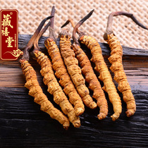 (New Year Festival)Zang Xitang Tibetan Origin Cordyceps Naqu Selected Cordyceps 2 4 grams