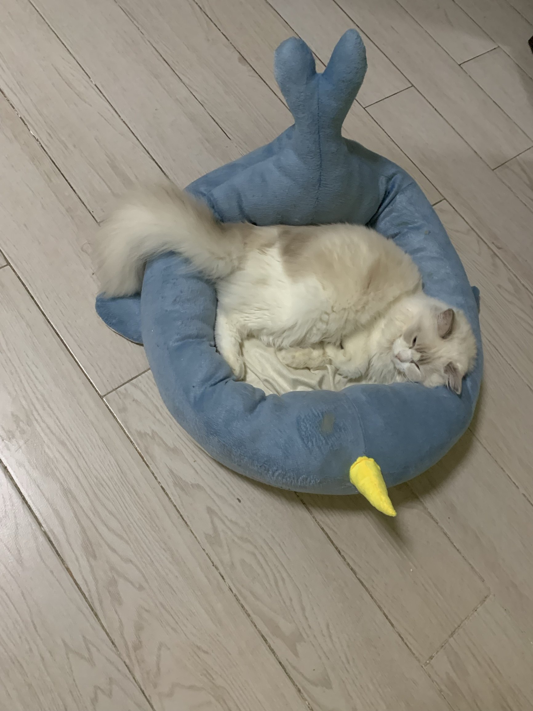 综合吐槽姿美堂酵素的副与危害性猫砂优缺点如何?看一看?少上当