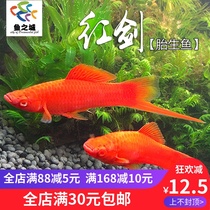 Fish City Red Swordfish Red Arrow Red Swordfish Live fish Mary fish Viviparous tropical ornamental fish Red Swordfish live