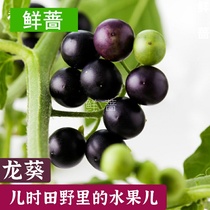 Nightshade seedling black Youyou black star farm spring and autumn and summer four seasons sow vegetables Sweet fruit seedling wild fruit