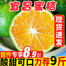 Yichang tangerine fruit fresh citrus season 9kg tangerine Emperor ugly citrus in the season Sugar Orange whole box 10