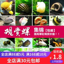 Ornamental Snail Fresh Water Ornamental Snail Fresh Water Clean Spectator Snail Large Size Ornamental Snail Fresh Water Clean
