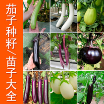 Hang eggplant No. 1 black long eggplant seeds White eggplant seeds summer round green line eggplant seedlings