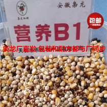 Xiaolong pigeon grain nutrition B1 with corn feed pigeon pigeons bird food bird food battle pigeon hot sale 50kg