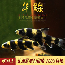 Chinese squid native tropical fish Huaquan ornamental fish cold water fish Chinese bottom fish small cleaning tool fish live fish