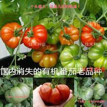 Old varieties of tomato seeds non-genetically modified organic taste spring and autumn seasons balcony potted vegetable seeds