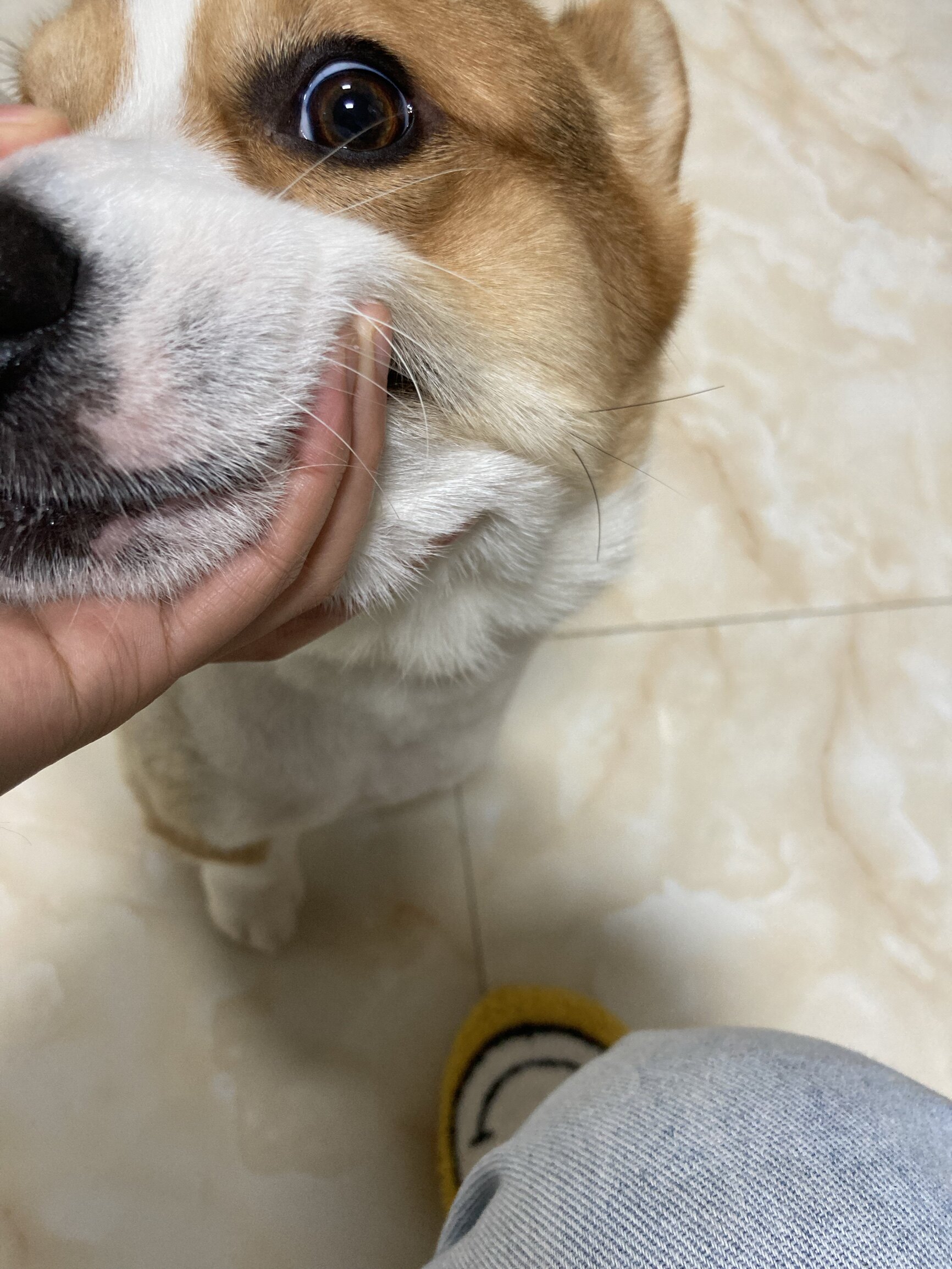 凯锐思犬主粮口碑怎样？详细解密有谁用过？