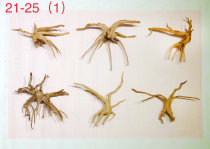 21-25cm Rhododendron sinking Wood landscaping selection