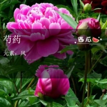The medicine of the peony