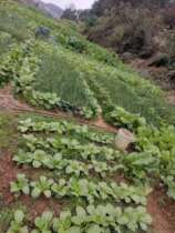 No Jiangxi Gaoan farmhouse self-planted open-air vegetables carrot vegetable head ginger garlic celery is out of stock not only publicity