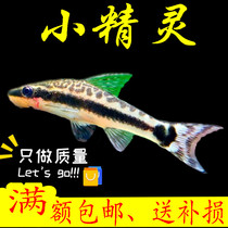 Algae removal tool Fish elf boutique monkey Flying fox Water tank cleaning expert Small live algae removal moss