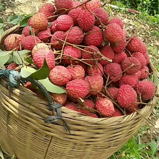 The fairy goes into the HGS.