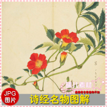  (Design painting material)Japanese color plant map Book of poems famous things illustrated picture design material