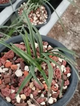 Original shape wood grain grass Whelan