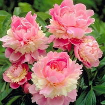 Chinese rose seedlings European moon moon wood fragrance cut flower series endless summer spring eaves table top authentic tree peony