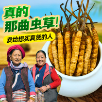 Cordyceps sinensis flagship store insect fresh Naqu grass gift box dry goods Tibet specialty products postoperative recovery nutrition