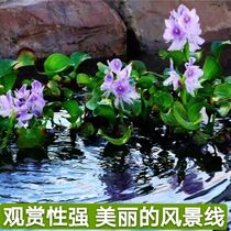 Lazy aquatic plants duckweed fish turtles floating aquatic plants fish tanks landscaping water hibiscus water hyacinth flowers and plants