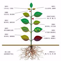 Ferrous sulfate jasmine gardenia fertilizer household flower special fertilizer acid plant flower water-soluble fertilizer