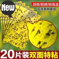 Fruit fly greenhouse fly control gardening indoor vegetable field tools paste insecticidal occupation board special fruit tree double-sided adhesive mosquito e